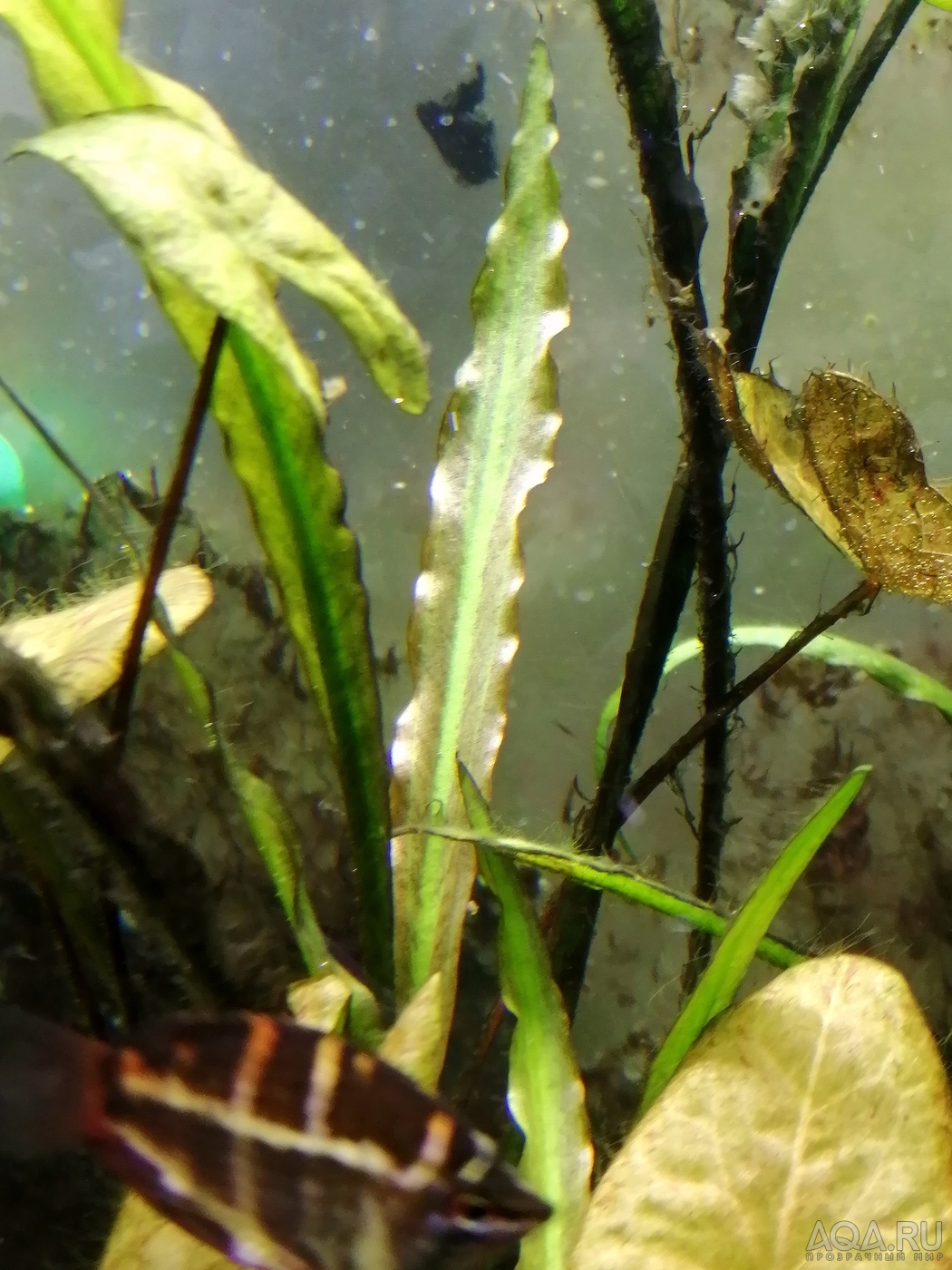 Вариации на тему cryptocoryne spiralis