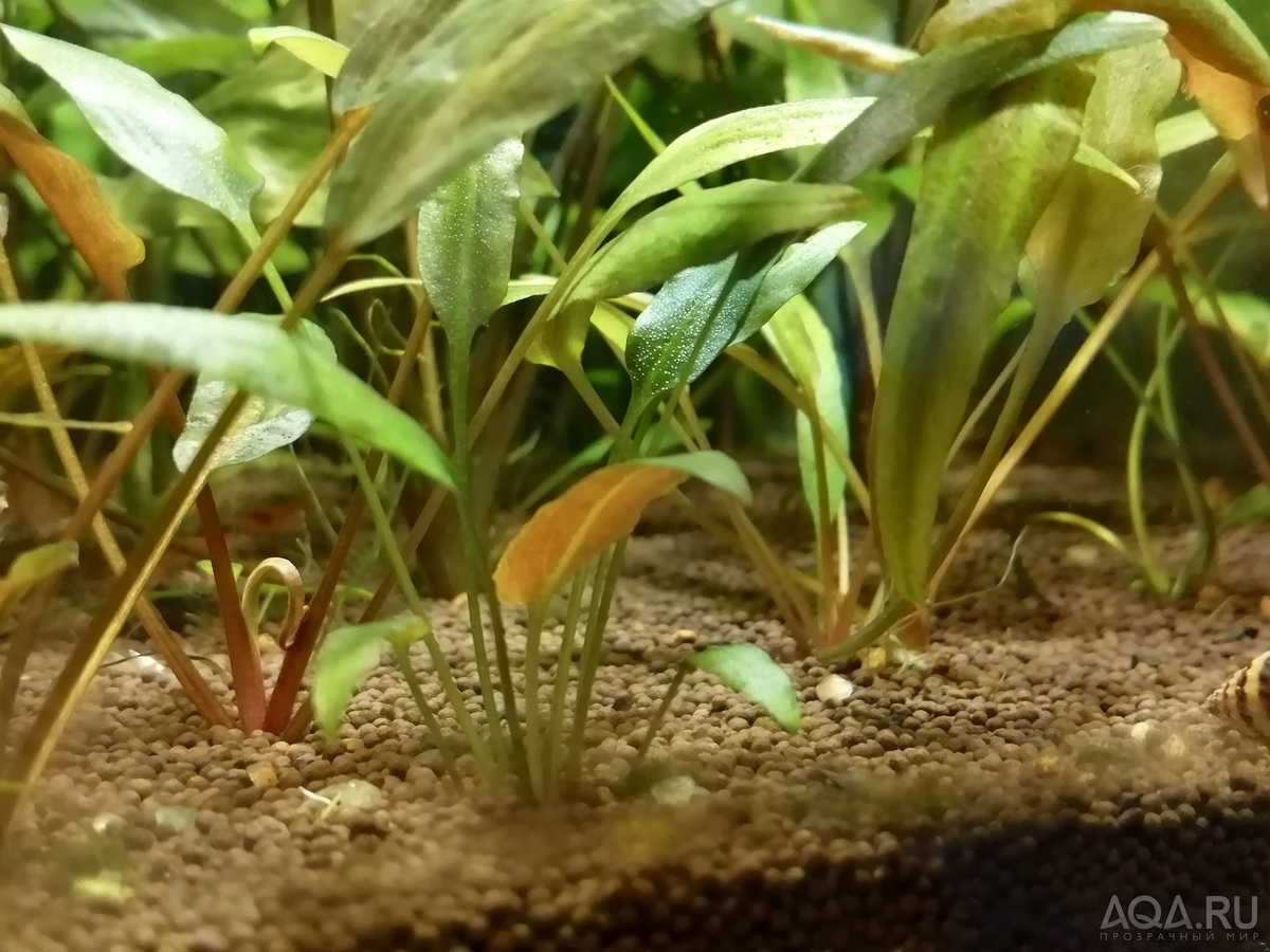 Cryptocoryne pygmaea (Криптокорина пигмея)