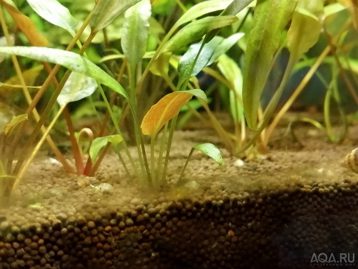 Cryptocoryne pygmaea (Криптокорина пигмея)