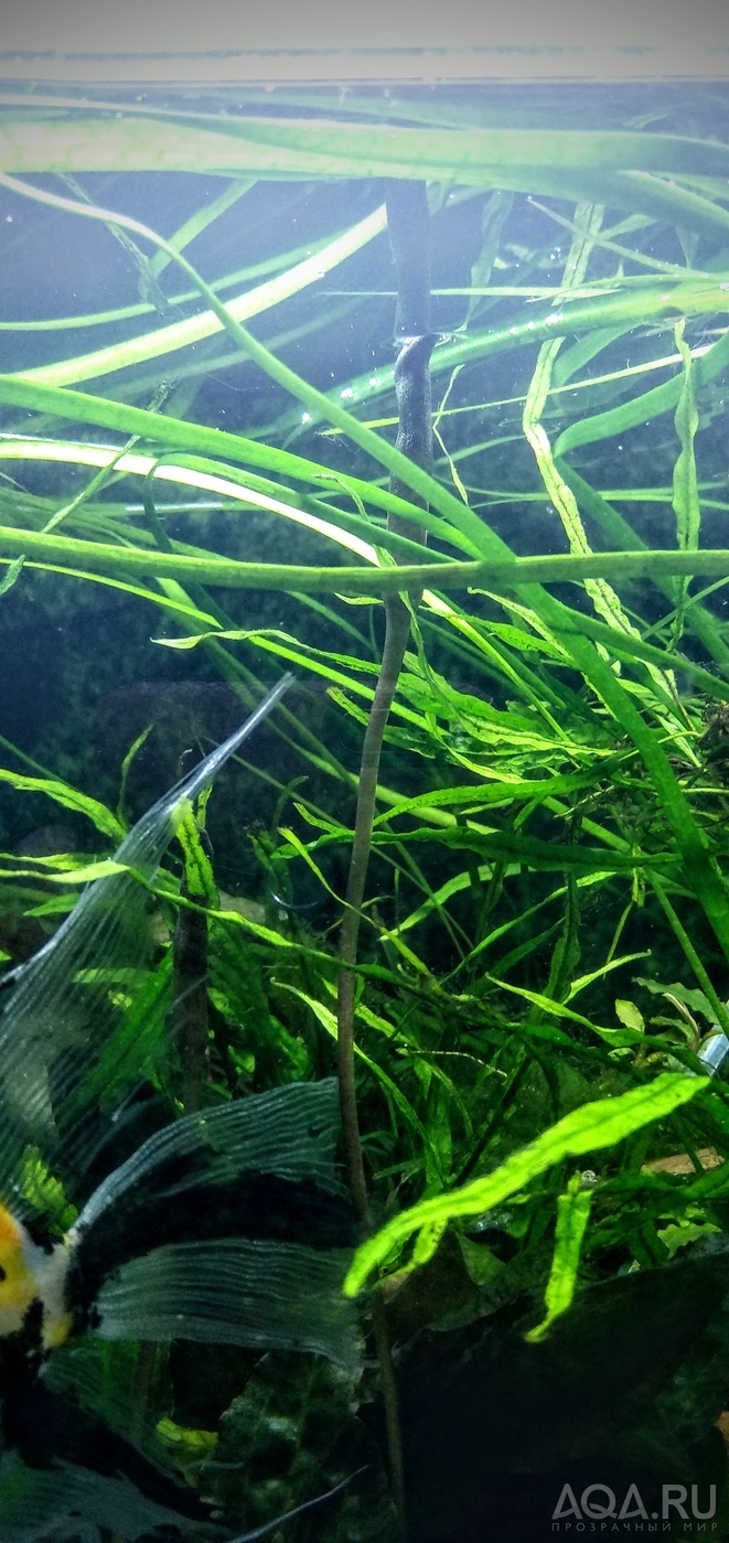 Cryptocoryne nurii