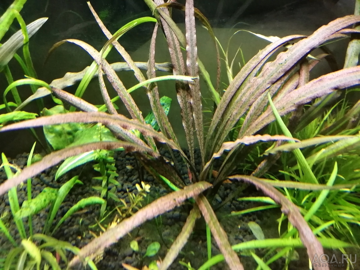 Вариации на тему cryptocoryne spiralis