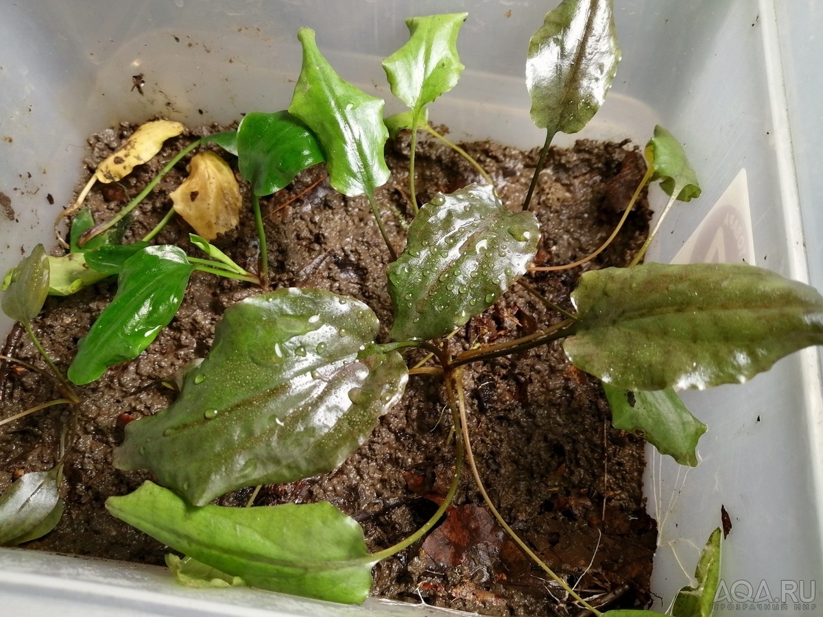 Cryptocoryne nurii