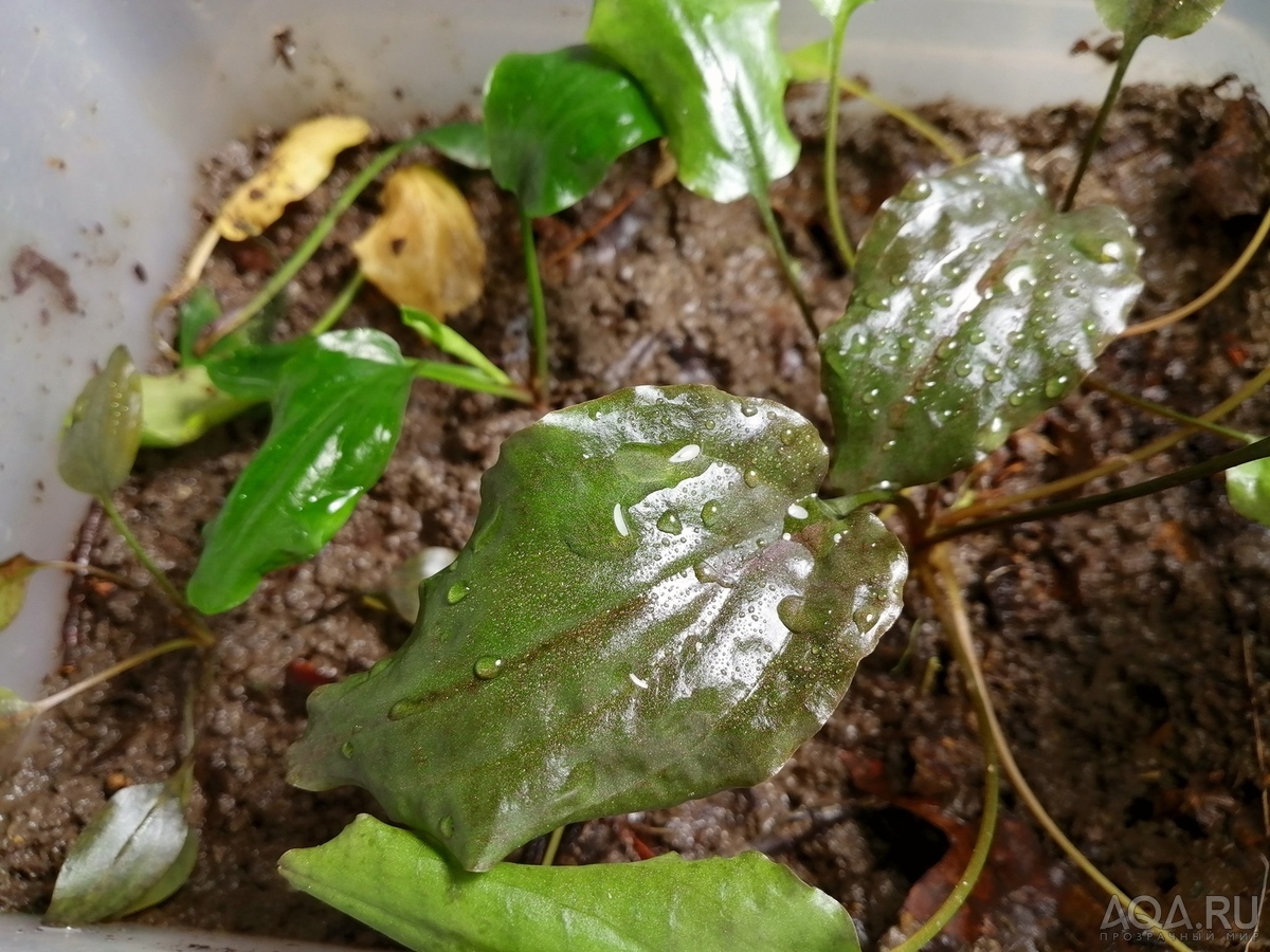 Cryptocoryne nurii