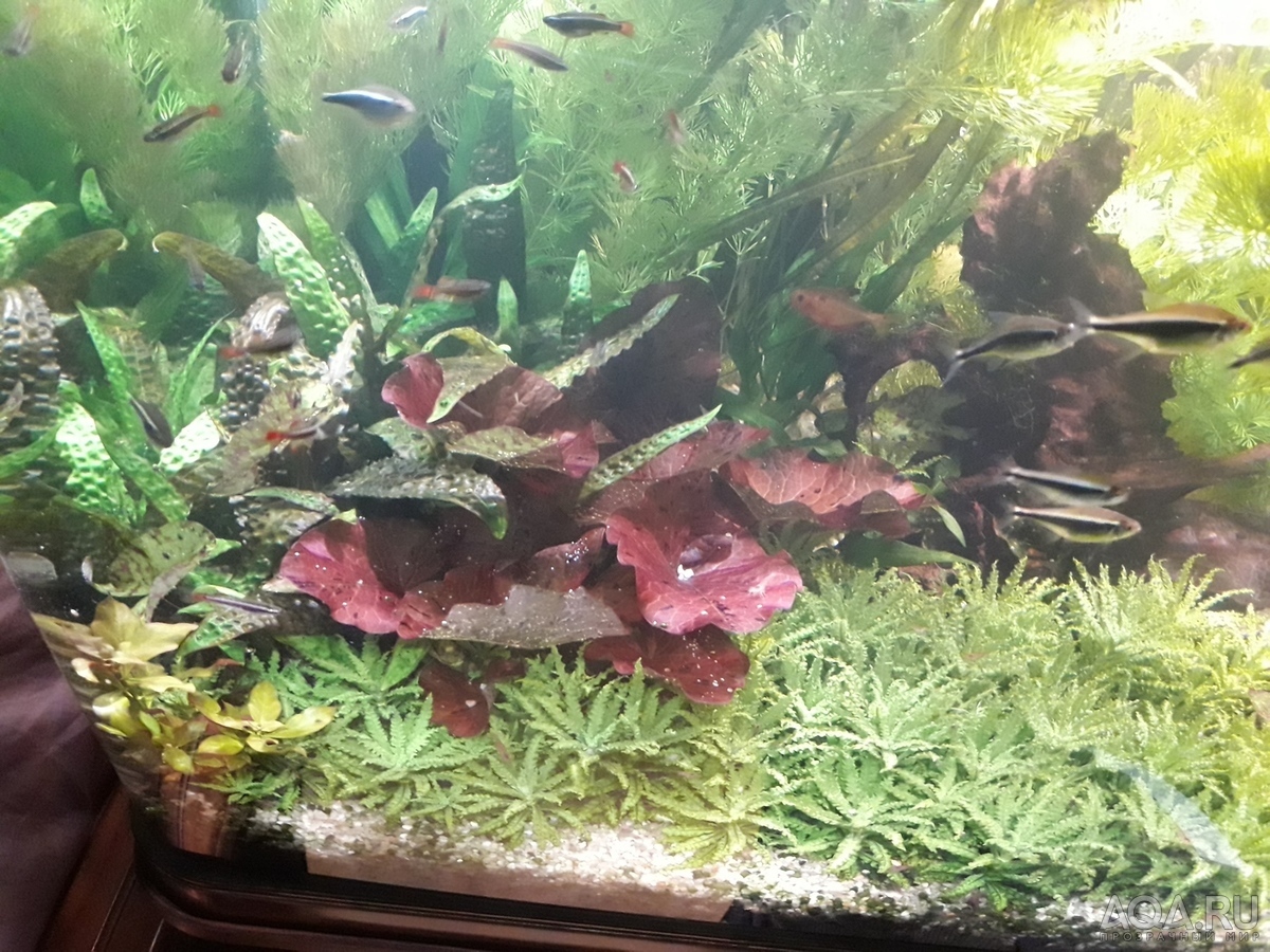 Cryptocoryne hudoroi