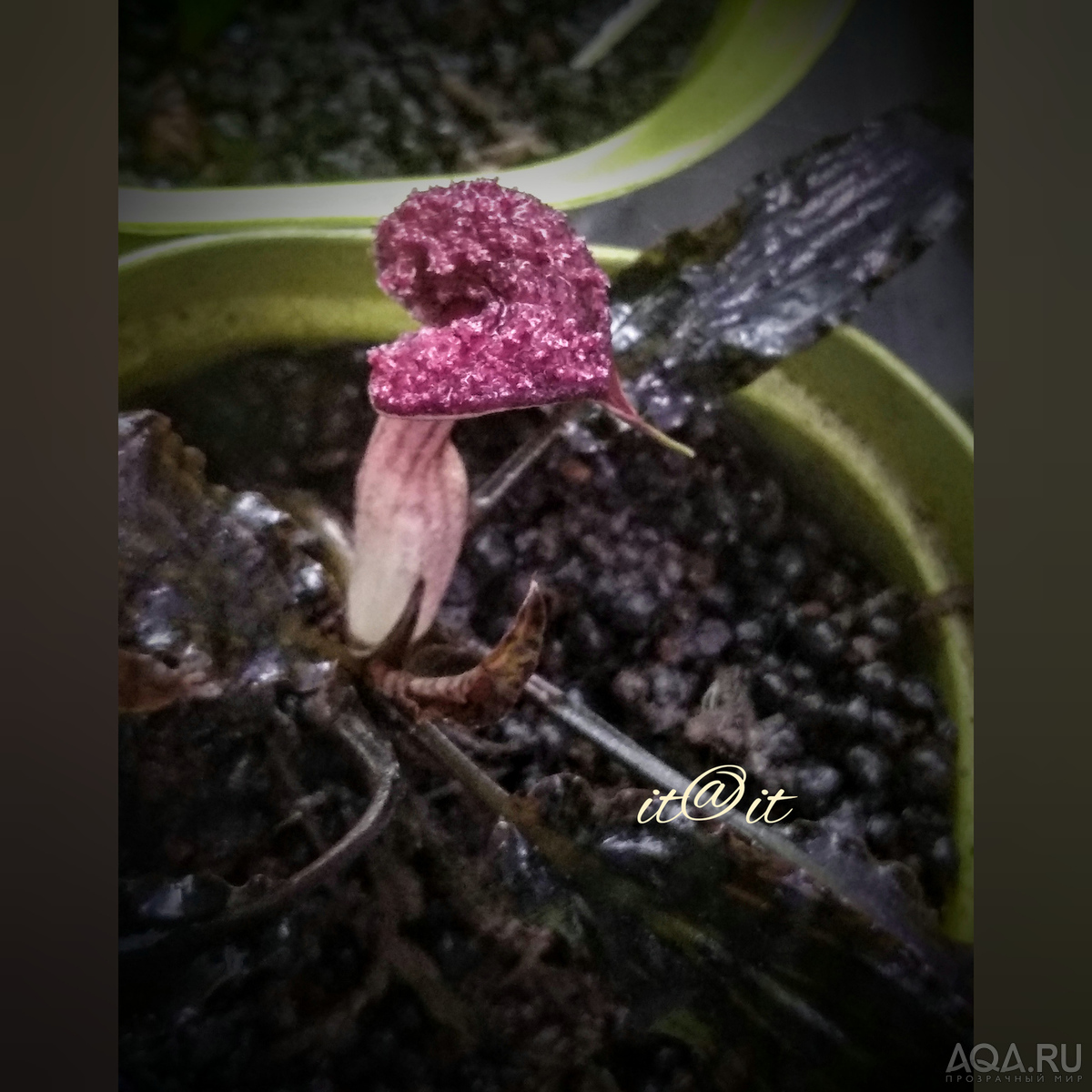 Cryptocoryne nurii