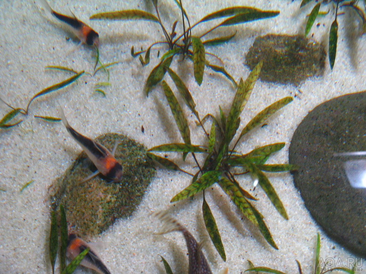 Cryptocoryne nurii