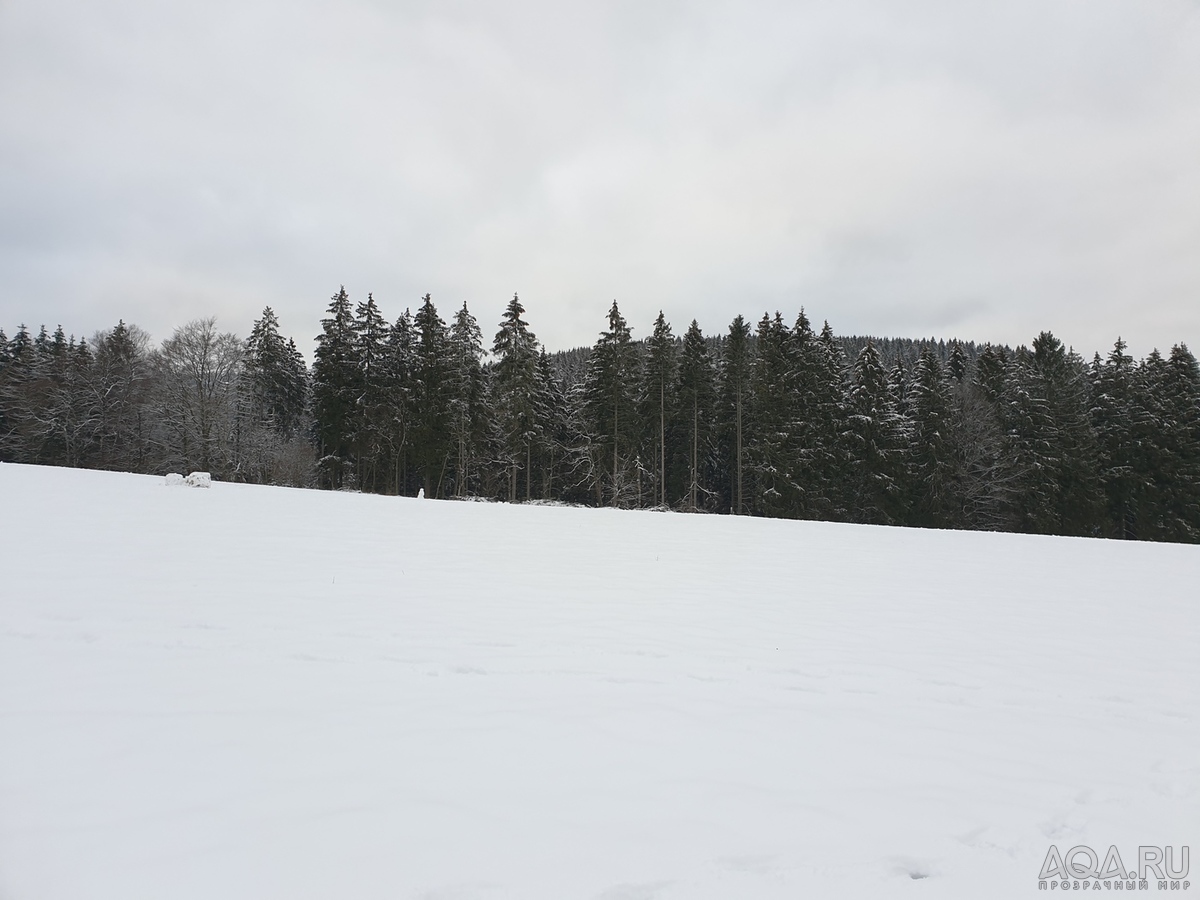 Лесные прогулки.