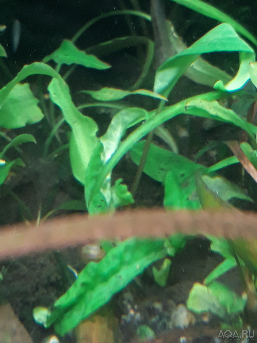 Cryptocoryne scurrilis (Криптокорина шутовидная).