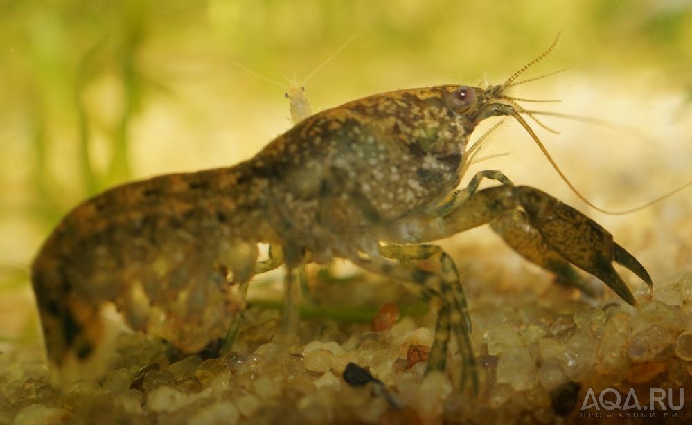 Cambarellus puer