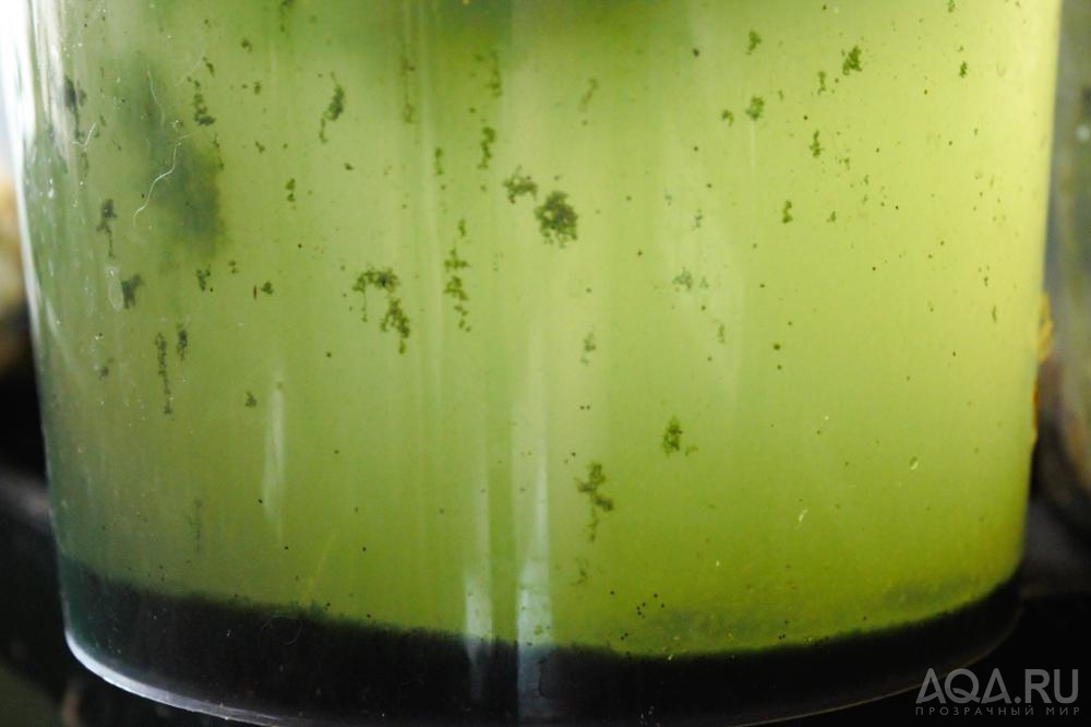 микс природных неопознанных одноклеточных водорослей
