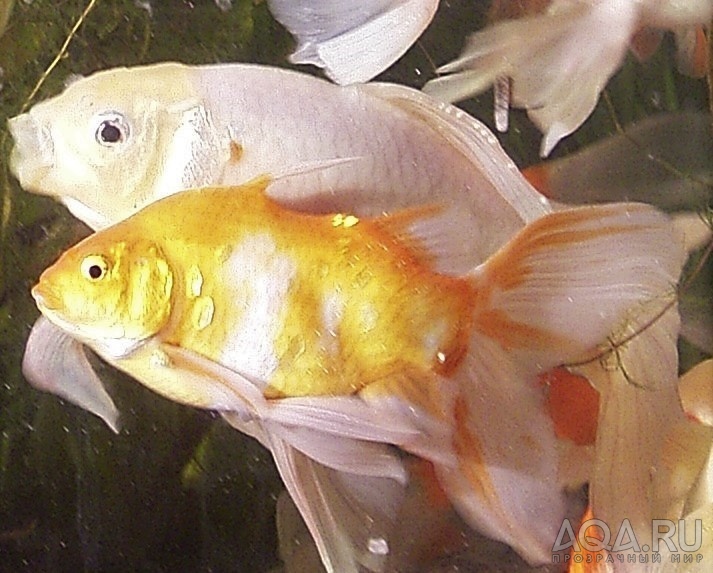 золотая рыбка с деформацией плавника