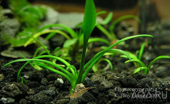 Cryptocoryne parva