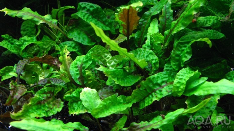 Cryptocoryne wendtii scurrilis