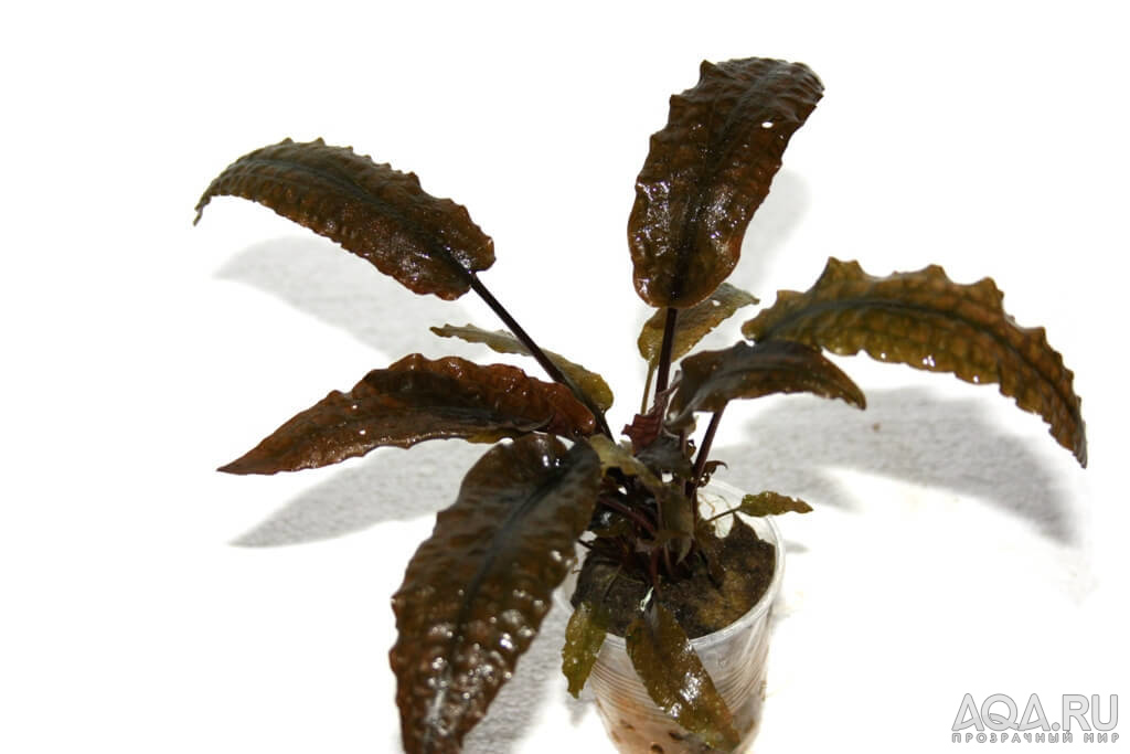 cryptocoryne-wendtii-brown