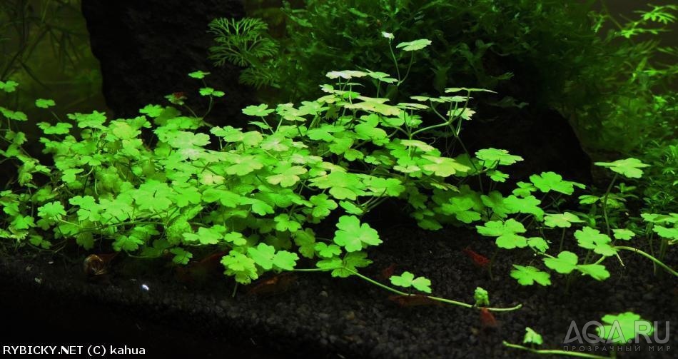 Hydrocotyle tripartita