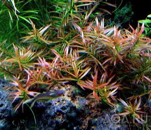 Ludwigia arcuata