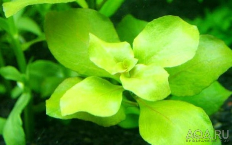 Ludwigia palustris Green