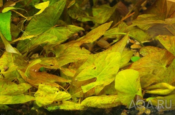 Nymphaea sp. Dwarf Santarem