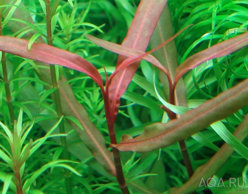 Polygonum sp. Red