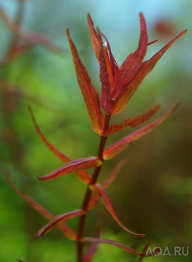 Rotala macrandra sp. Florida  2