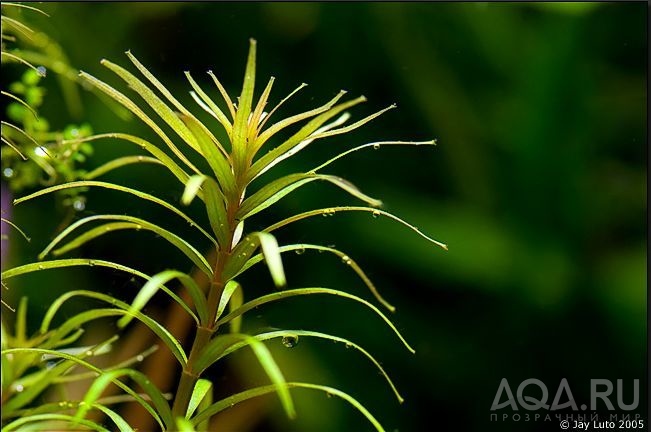 rotala mexicana araguaia-3