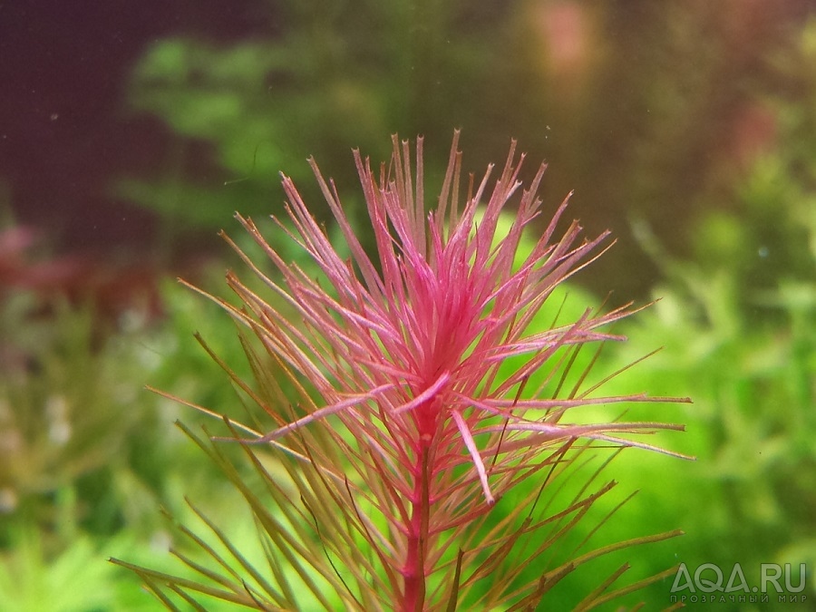 Ротала Мака Рэд (Rotala sp. Maka Red)