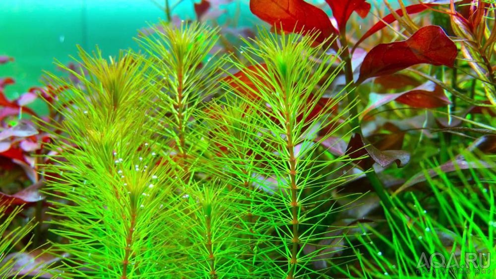 Ротала Мака Рэд (Rotala sp. Maka Red)