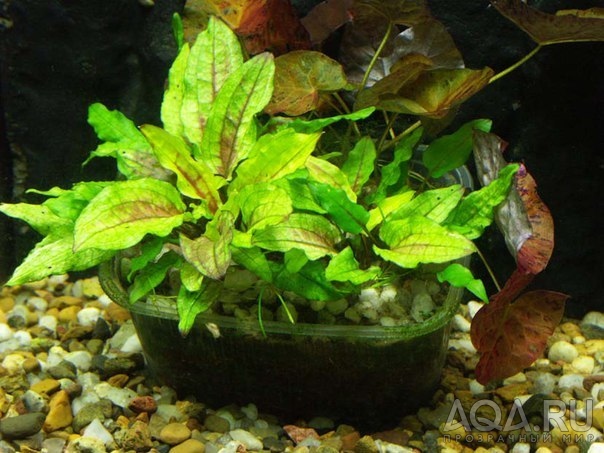 Cryptocoryne Wendtii Green Gecko