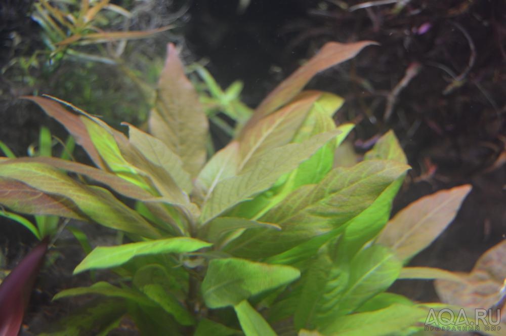 Hygrophila corymbosa var. Compact-2