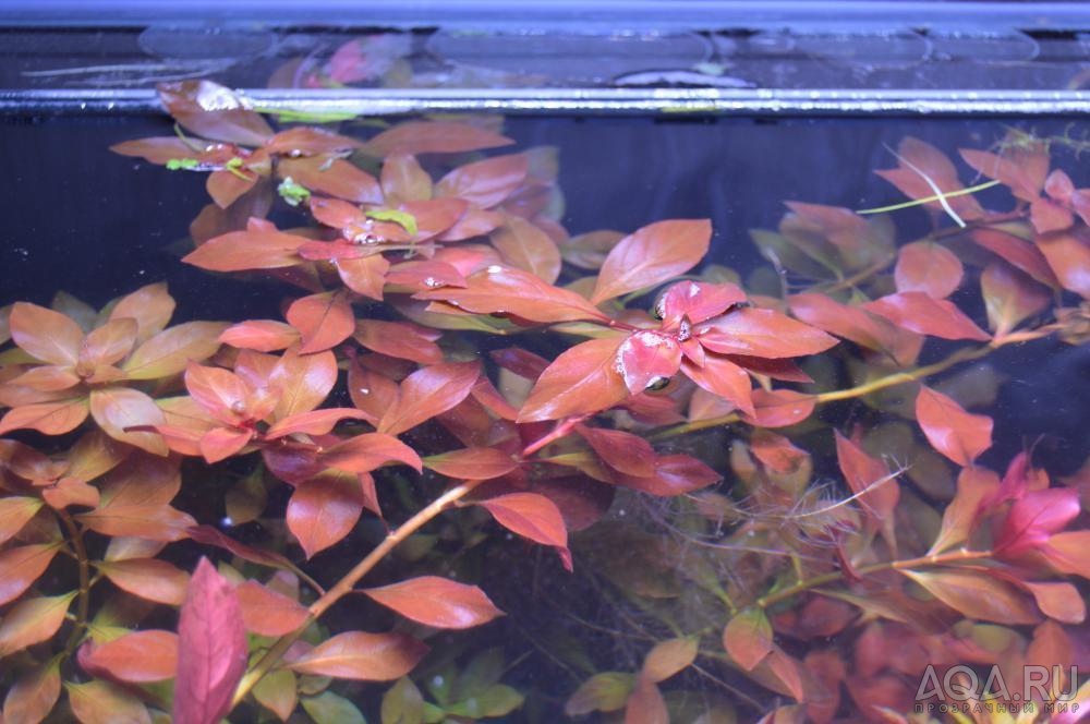 Людвигия ползучая рубин (Ludwigia repens Rubin)-2