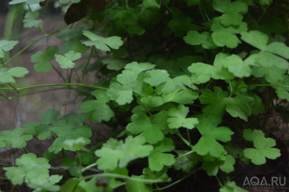 Hydrocotyle tripartita_2