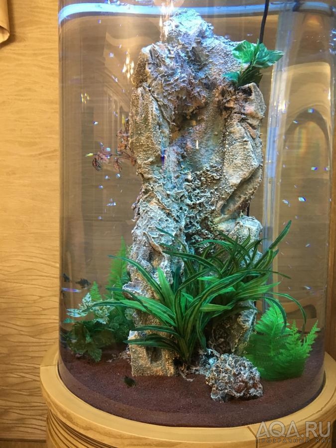 мой  аквариум цилиндр
