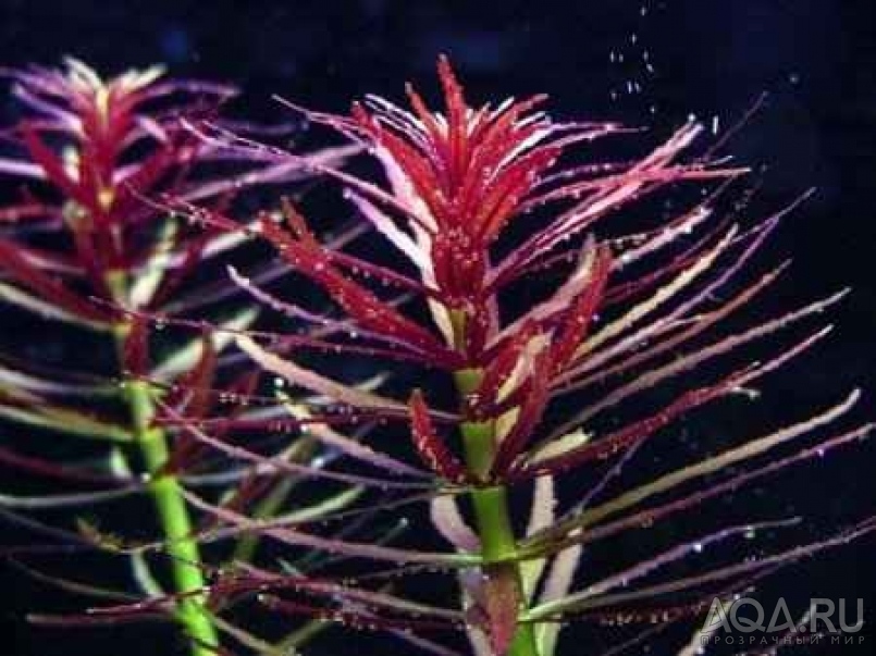 Лимнофила ароматика (Limnophila aromatica)