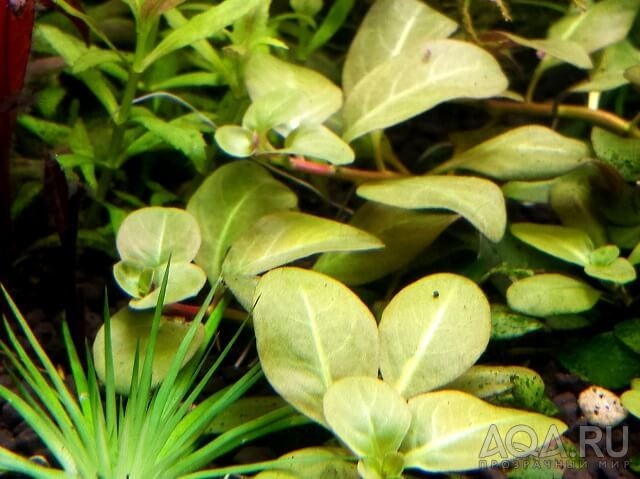 Людвигия Алата (Ludwigia Alata)