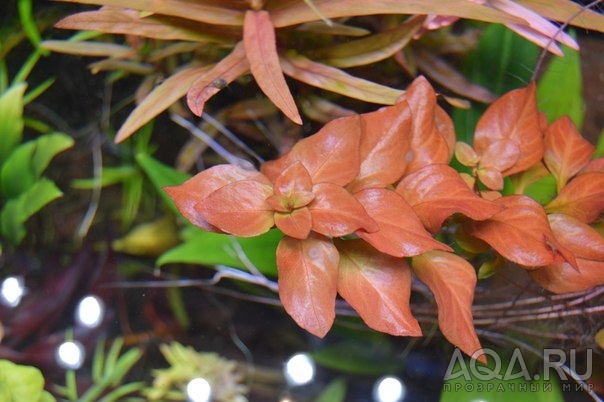 Людвигия Роза (Ludwigia sp. Rose)