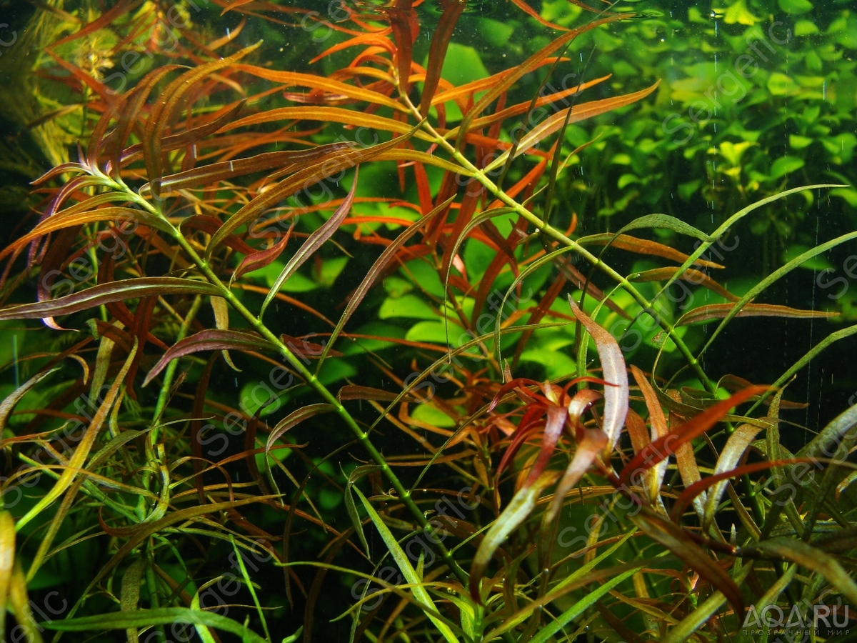 Людвигия бревипес (Ludwigia brevipes)