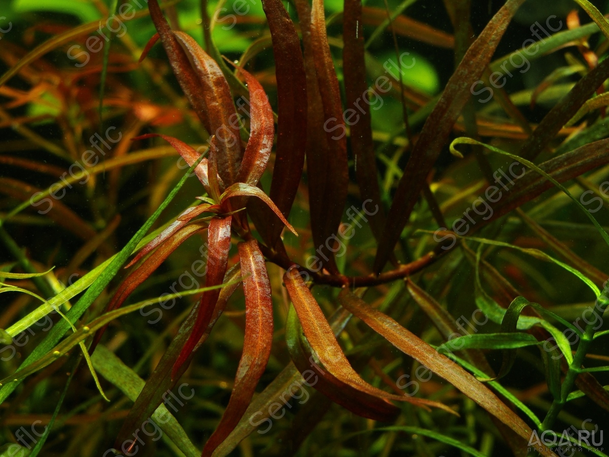 Людвигия бревипес (Ludwigia brevipes)
