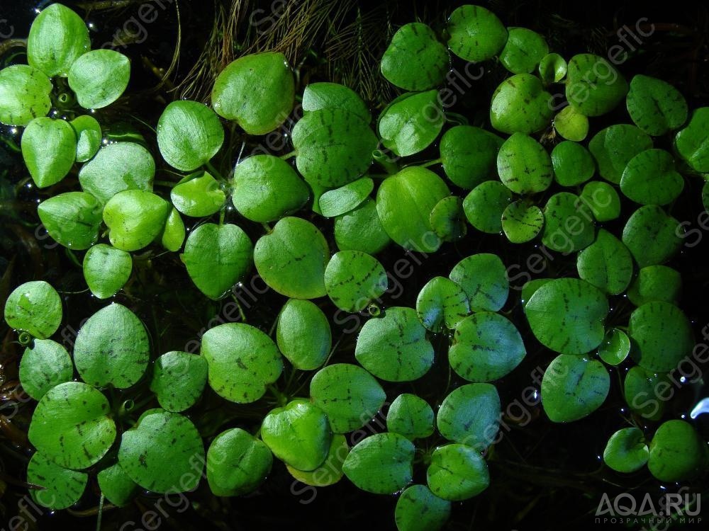 Лимнобиум побегоносный (Limnobium laevigatum)