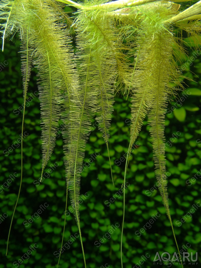 Гигрориза (Hygrorhiza aristata)