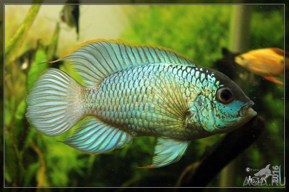 Наннакара неоновая Nannacara neon blue hybrid