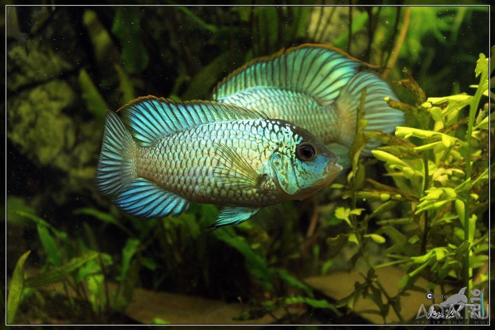 Наннакара неоновая Nannacara neon blue hybrid