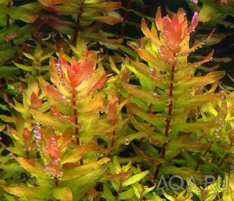 Ротала Макрандра зеленая (Rotala macrandra Green)