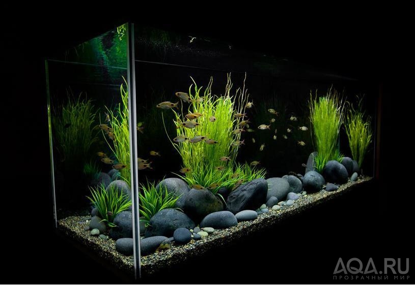 Aquarium Design 2