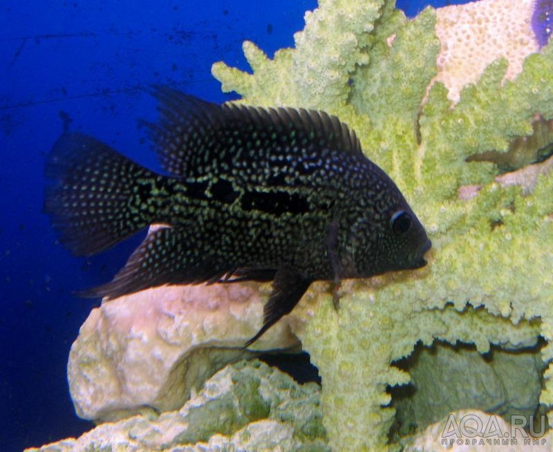 Red texis cichlid