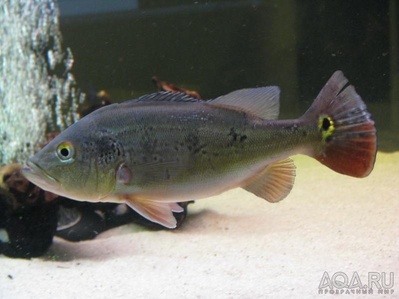 cichla ocellaris