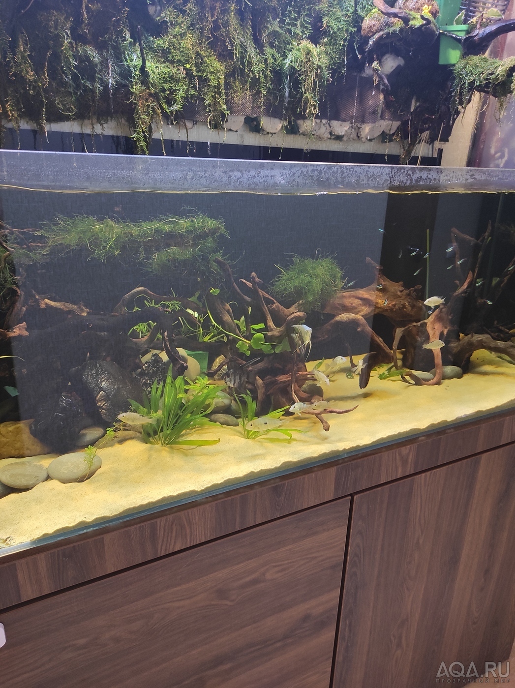 Новый аквариум с фитостеной