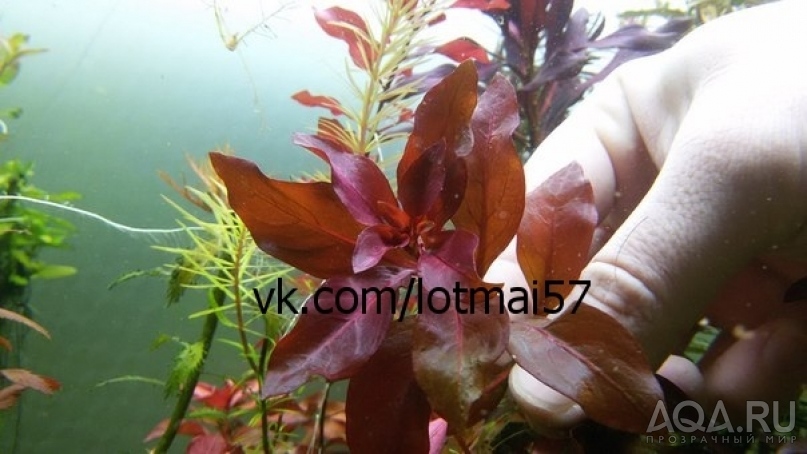 Людвигия ползучая Рубин (Ludwigia repens Rubin)