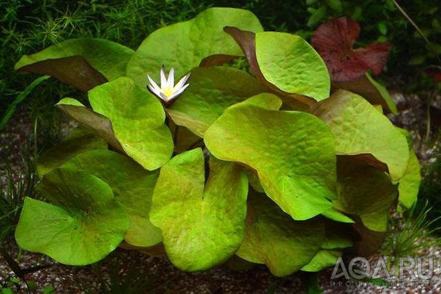 Нимфея Раджа (Nymphaea rudgeana)