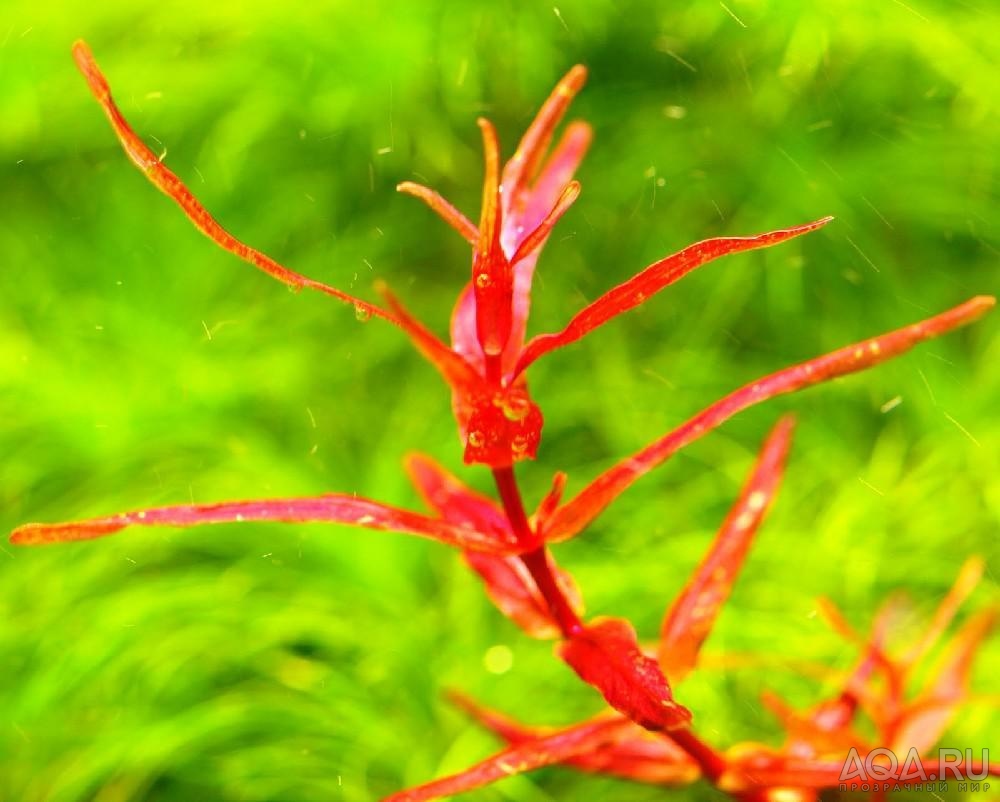 Ротала Флорида (Rotala macrandra sp. Florida)