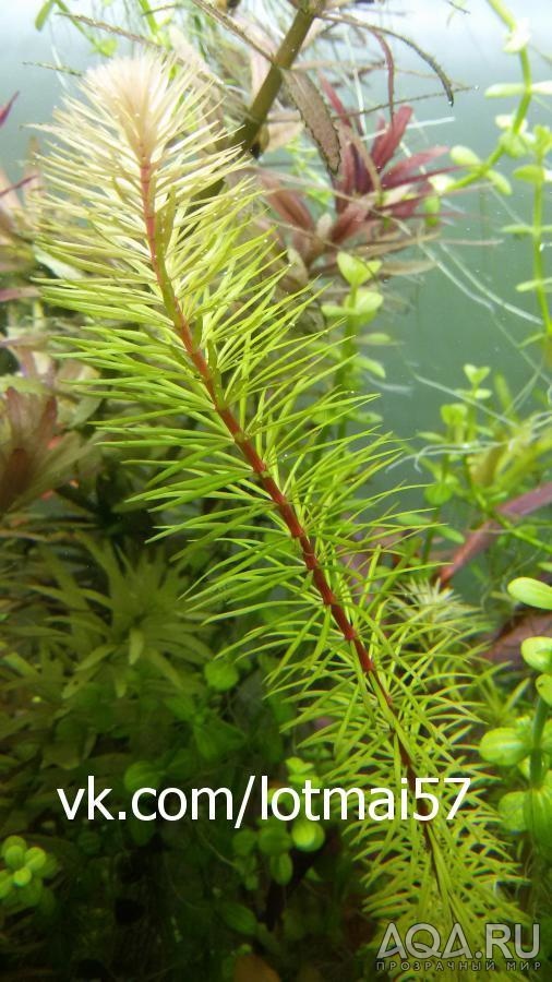 Ротала Бангладеш (Rotala sp. Bangladesch)